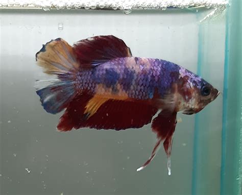 how to order betta fish from thailand|Shipping – Thailand Betta Fish.